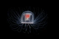Turritopsis dohrnii — მედუზა, რომელიც ახალგაზრდობას ბრუნებს