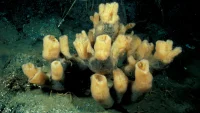 ანტარქტიდის ზღვის ღრუბლები (Antarctic Sponges) — უძველესი ზღვის არსებები, რომელთა ასაკი 10,000 წლამდეც კი შეიძლება იყოს.