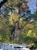 Jōmon Sugi (Yakushima, Japan) — იაპონიაში, იაკუშიმას ჯუნგლებში არსებული ძველი კედარი, რომლის ასაკი 2,200-დან 7,200 წლამდე ვარაუდობენ.