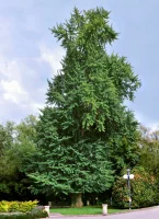 გინკგო ხე (Ginkgo Biloba) — „ცოცხალი ნამარხი“, უძველესი ხე, რომელიც 200 მილიონ წელზე მეტია გადარჩა და დღემდე სიმბოლოსავით დგას.