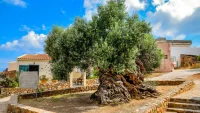 Vouves Olive Tree — კრეტაზე არსებული ვუვესის უძველესი ზეთისხილის ხე, რომელიც დღემდე ნაყოფს იძლევა და დაახლოებით 2,000-4,000 წლისაა.
