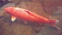 კოი თევზი „ჰანაკო“ (Hanako Koi Fish) — იაპონური ლეგენდარული თევზი, რომელიც 226 წელი იცოცხლა და დღემდე სიმბოლოა ხანგრძლივი სიცოცხლისა.