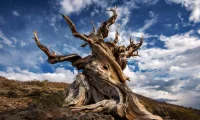 Methuselah Tree — ბრისტლკონის ფიჭვი, ერთ-ერთი ყველაზე ძველი ხე მსოფლიოში, რომელიც 4,800 წელზე მეტს ითვლის.