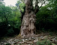 Prometheus Tree (cut down in 1964) — ბრისტლკონის ფიჭვი, რომლის მოჭრის შემდეგ დადგინდა, რომ 4,862 წლის ასაკი ჰქონდა.