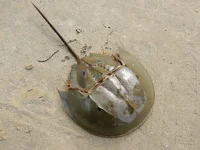 ჰორსშუ კრაბი (Horseshoe Crab) — ერთ-ერთი ყველაზე უძველესი ცოცხალი სახეობა, რომელიც 450 მილიონ წელზე მეტია თითქმის უცვლელი სახით არსებობს.