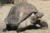 გალაპაგოსის კუ (Galápagos Tortoise) — უზარმაზარი კუ, რომელიც ცნობილია 150–200 წლამდე სიცოცხლით.